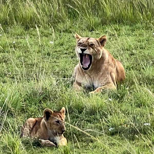 Why go on a Safari in Kenya