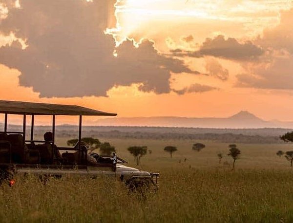 Why go on a Safari in Kenya