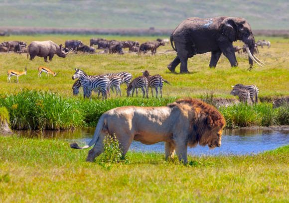 The Great Wildebeest Migration in Masai Mara, Kenya