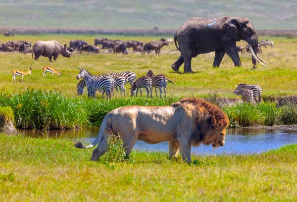 The Great Wildebeest Migration in Masai Mara, Kenya