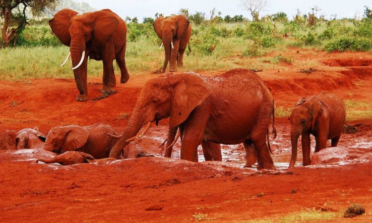 Tsavo East National Park