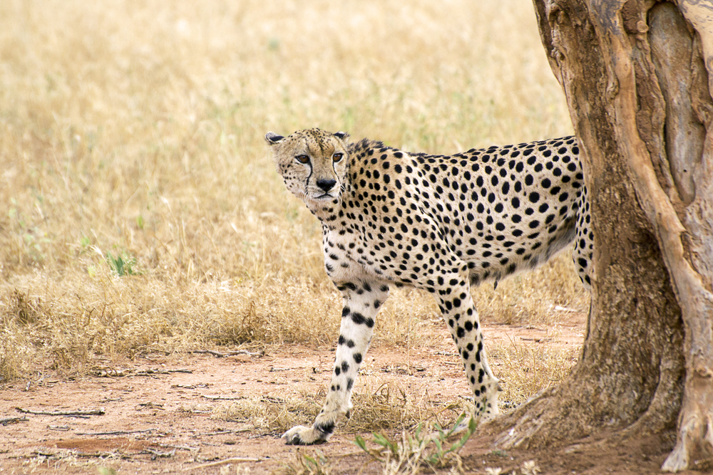 Tsavo West National Park