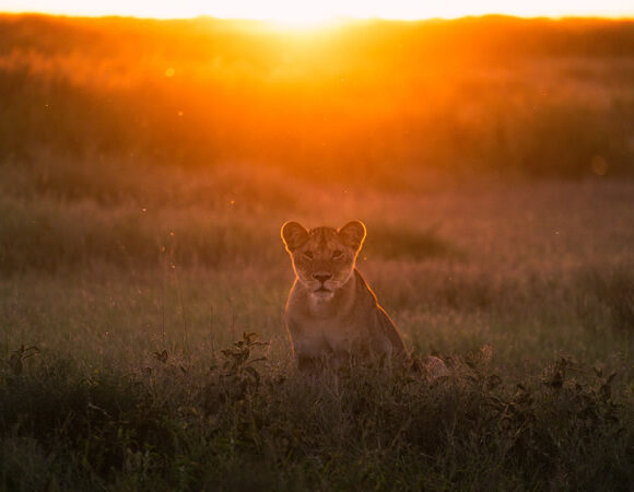 Activities and Things to do in Masai Mara, Kenya