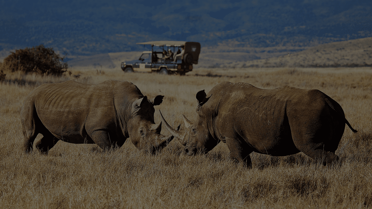 Blog - Banok Safaris