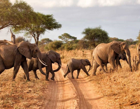 17 Days Epic Wildlife Adventure - Kenya & Tanzania Private Safari