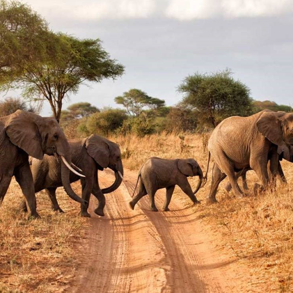 17 Days Epic Wildlife Adventure - Kenya & Tanzania Private Safari