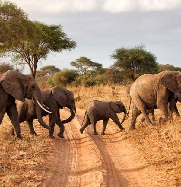 17 Days Epic Wildlife Adventure - Kenya & Tanzania Private Safari