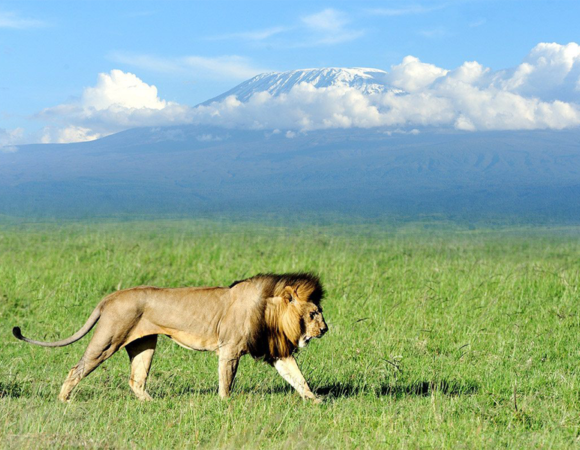 4-Day Amboseli Fly-in Safari