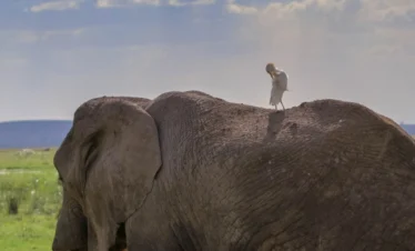 A bird on top of an African elephant - Banok Safaris Limited