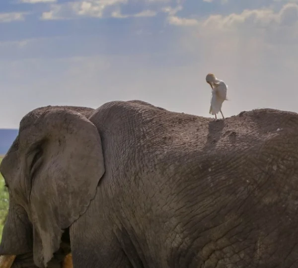 A bird on top of an African elephant - Banok Safaris Limited
