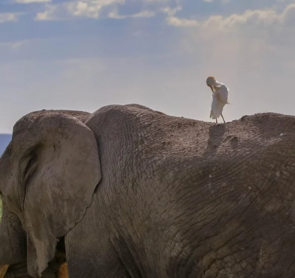 A bird on top of an African elephant - Banok Safaris Limited