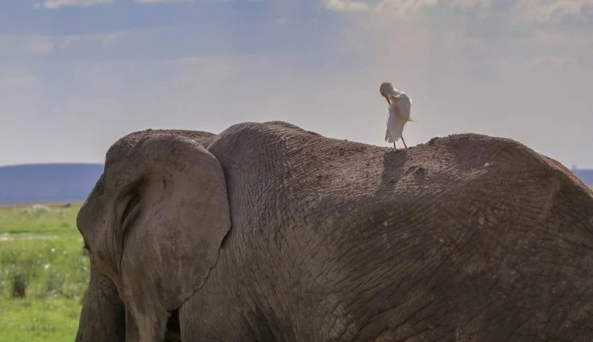 A bird on top of an African elephant - Banok Safaris Limited