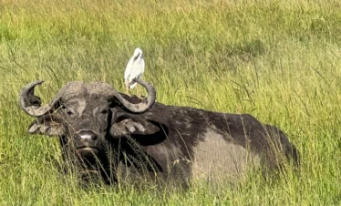 A bird sitting on top of a water buffalo - Banok Safaris Limited