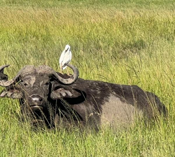 A bird sitting on top of a water buffalo - Banok Safaris Limited