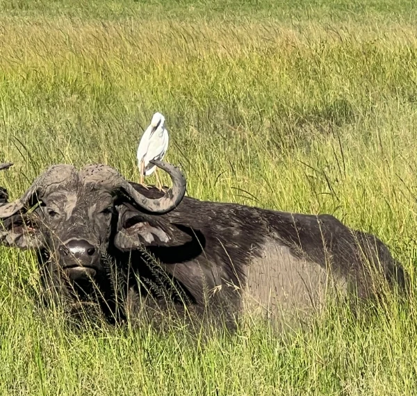 A bird sitting on top of a water buffalo - Banok Safaris Limited
