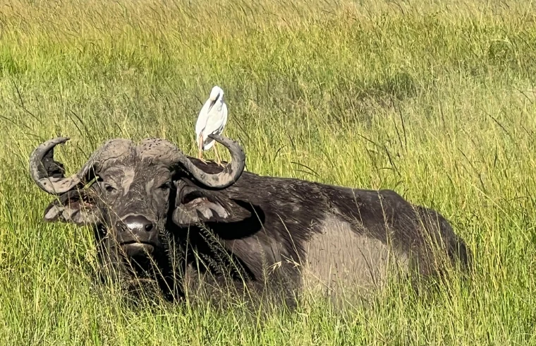 A bird sitting on top of a water buffalo - Banok Safaris Limited