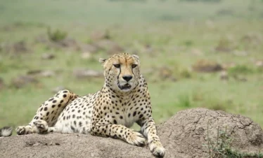 A cheetah resting on a rock - Banok Safaris Limited