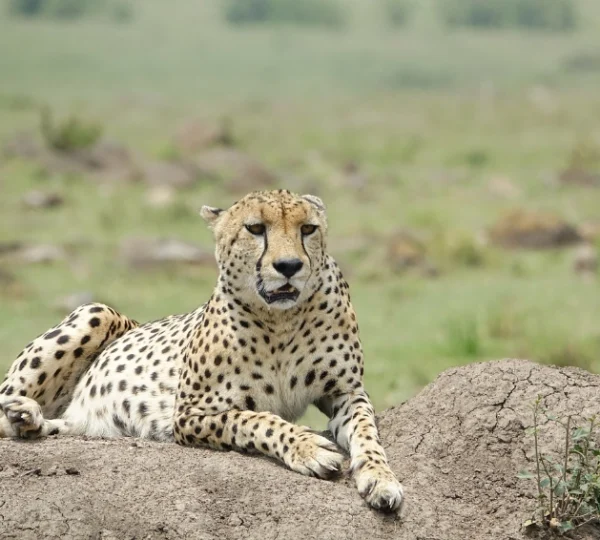 A cheetah resting on a rock - Banok Safaris Limited