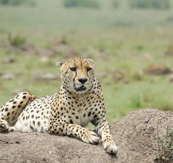 A cheetah resting on a rock - Banok Safaris Limited