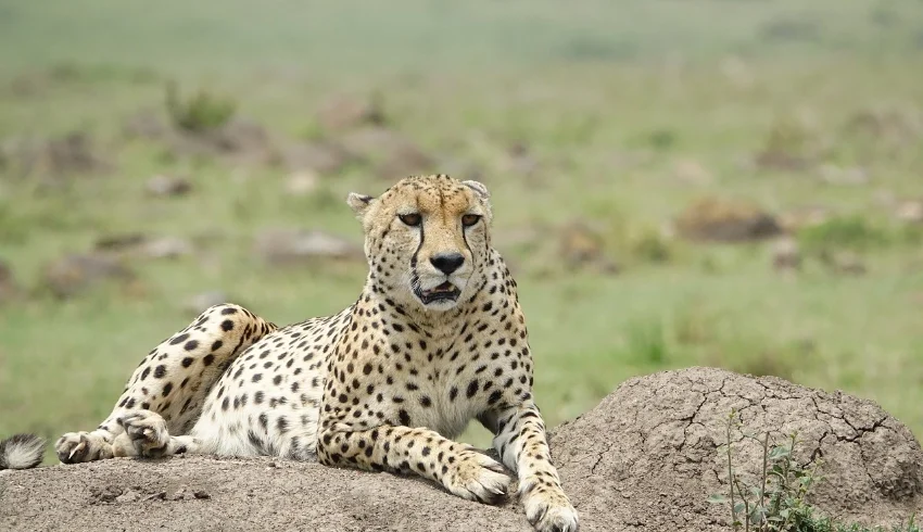 A cheetah resting on a rock - Banok Safaris Limited