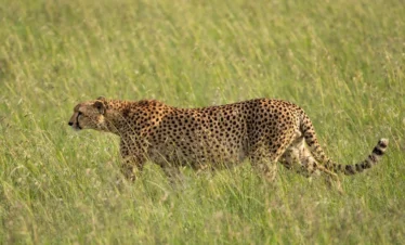 A cheetah walking in tall grass - Banok Safaris Limited
