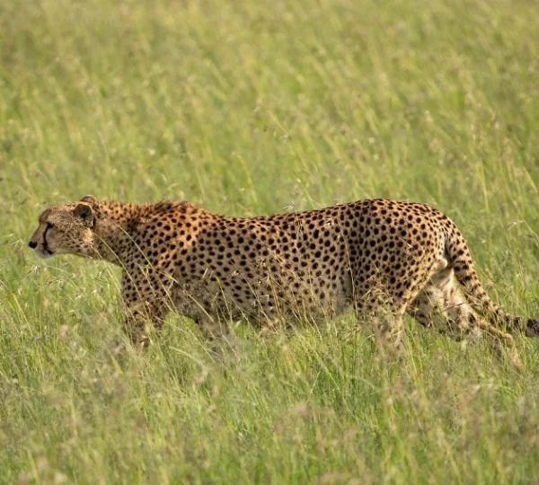 A cheetah walking in tall grass - Banok Safaris Limited