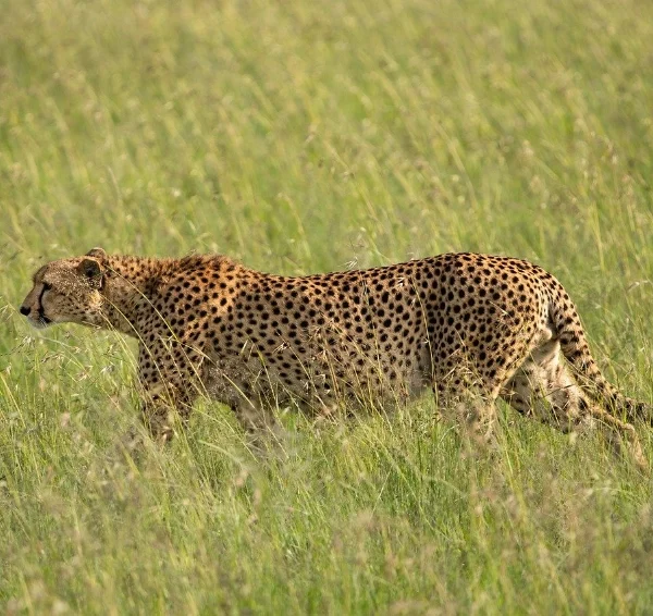 A cheetah walking in tall grass - Banok Safaris Limited