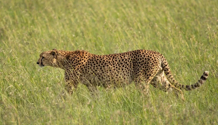 A cheetah walking in tall grass - Banok Safaris Limited