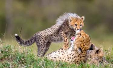 A chetaah playing with her cubs - Banok Safaris ltd