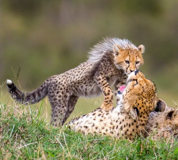 A chetaah playing with her cubs - Banok Safaris ltd