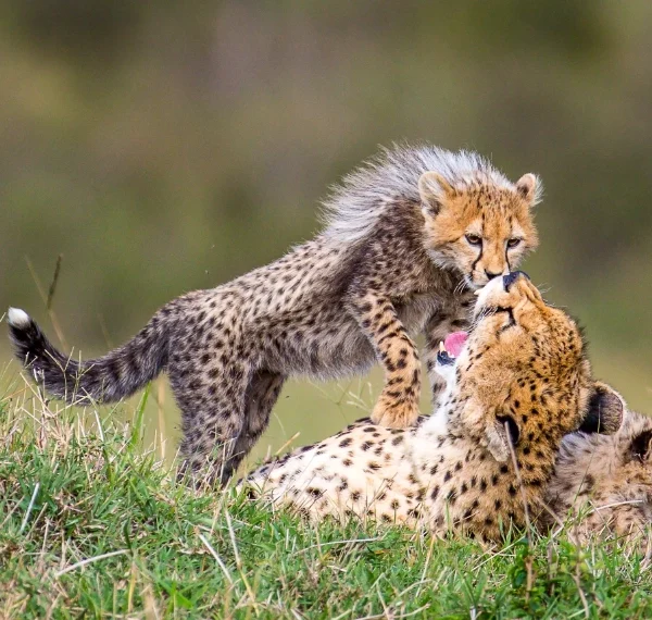 A chetaah playing with her cubs - Banok Safaris ltd