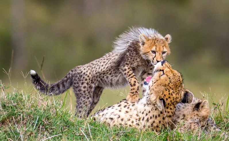 A chetaah playing with her cubs - Banok Safaris ltd