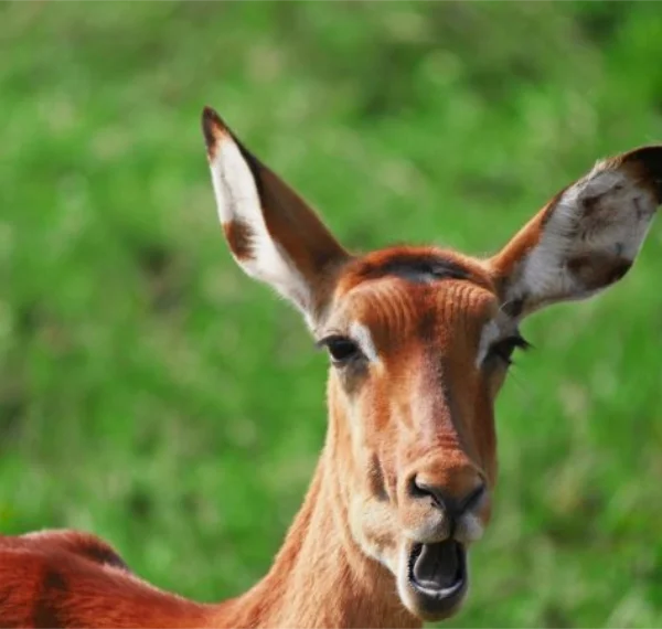 A close up shot of an Impalla - Banok Safaris Limited