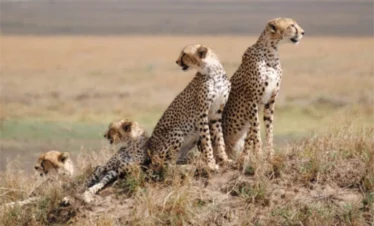 A group of cheetahs in Serengeti National park - Banok Safaris Limited