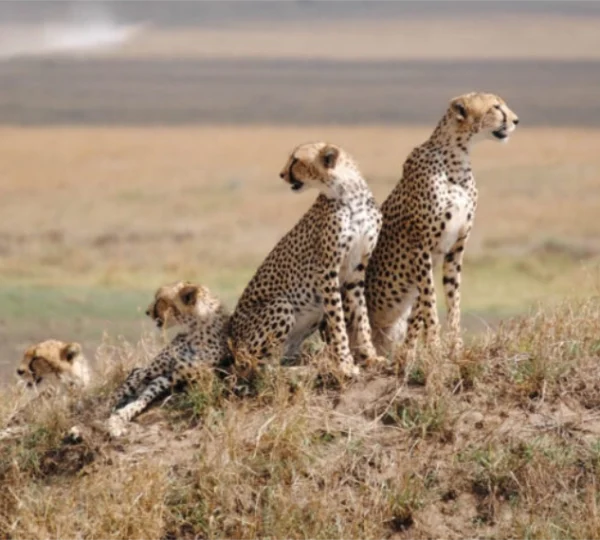 A group of cheetahs in Serengeti National park - Banok Safaris Limited