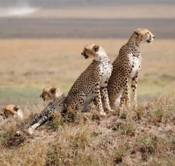 A group of cheetahs in Serengeti National park - Banok Safaris Limited