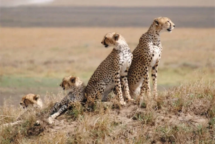 A group of cheetahs in Serengeti National park - Banok Safaris Limited