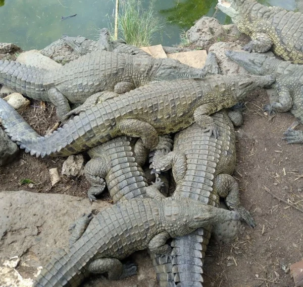 A group of crocodiles in Nairobi Mamb village - - Banok Safaris Limited