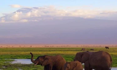 A group of elephants near a watering point in Amboseli - Banok Safaris Limited