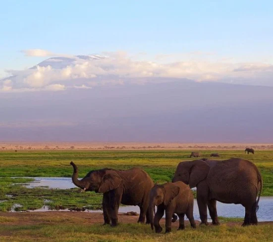 A group of elephants near a watering point in Amboseli - Banok Safaris Limited
