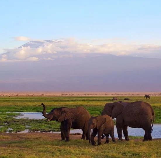 A group of elephants near a watering point in Amboseli - Banok Safaris Limited