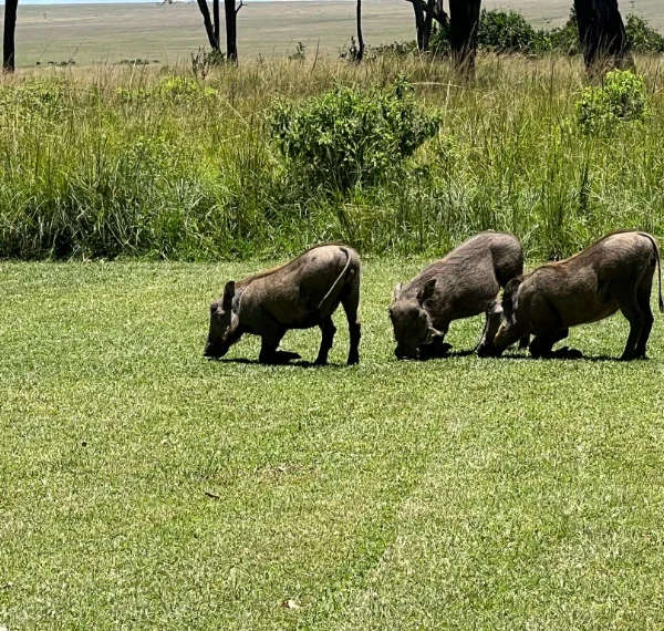 A group of warthogs eating grass - Banok Safaris Limited