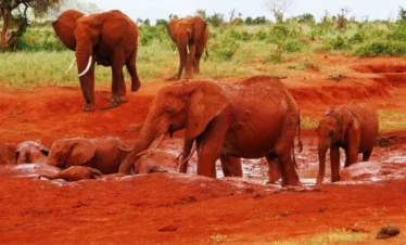 A herd of Elephants in Tsavo East National park - Banok Safaris Limited