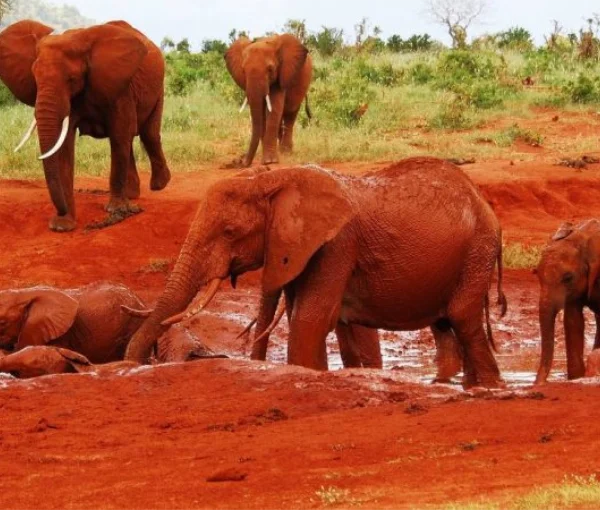 A herd of Elephants in Tsavo East National park - Banok Safaris Limited