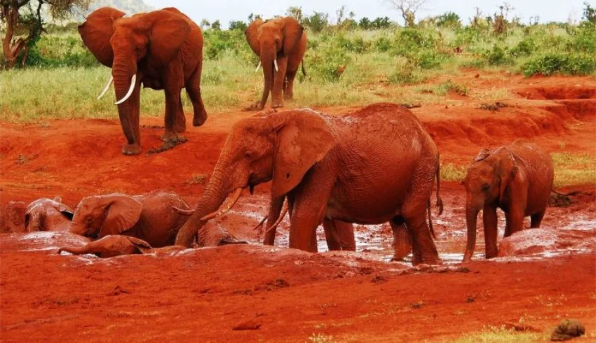 A herd of Elephants in Tsavo East National park - Banok Safaris Limited