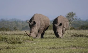 A herd of Rhinos feeding on grass - Banok Safaris Limited
