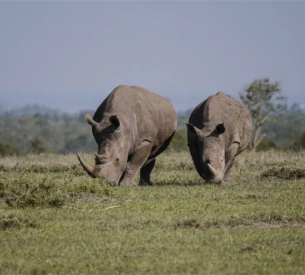 A herd of Rhinos feeding on grass - Banok Safaris Limited