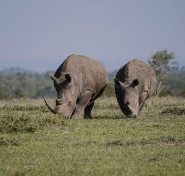 A herd of Rhinos feeding on grass - Banok Safaris Limited
