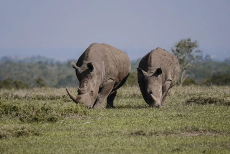 A herd of Rhinos feeding on grass - Banok Safaris Limited