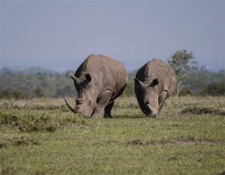A herd of Rhinos feeding on grass - Banok Safaris Limited